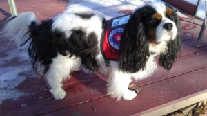 Fair Haven pet mayor election goes to the dogs