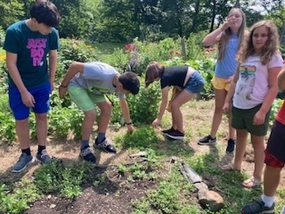 plant lessons